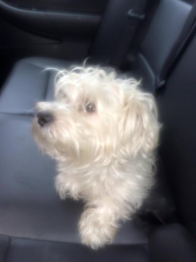 bedstuymaltese2