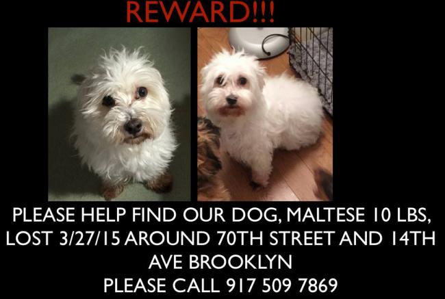 LOST MALTESE 3 27 15 LOST MALTESE 3 27 15