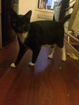 LOST CAT2
