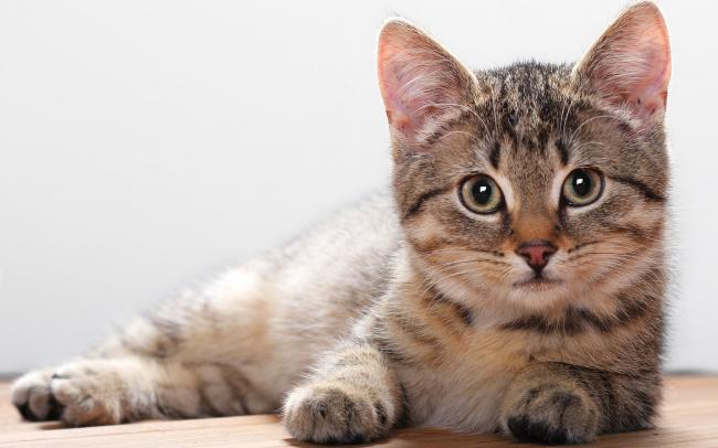 cat cat