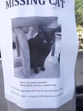 missing cat missing cat