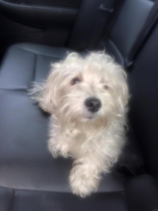 bedstuymaltese
