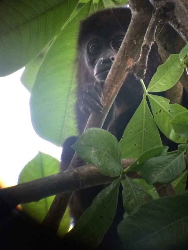 MonkeyCR