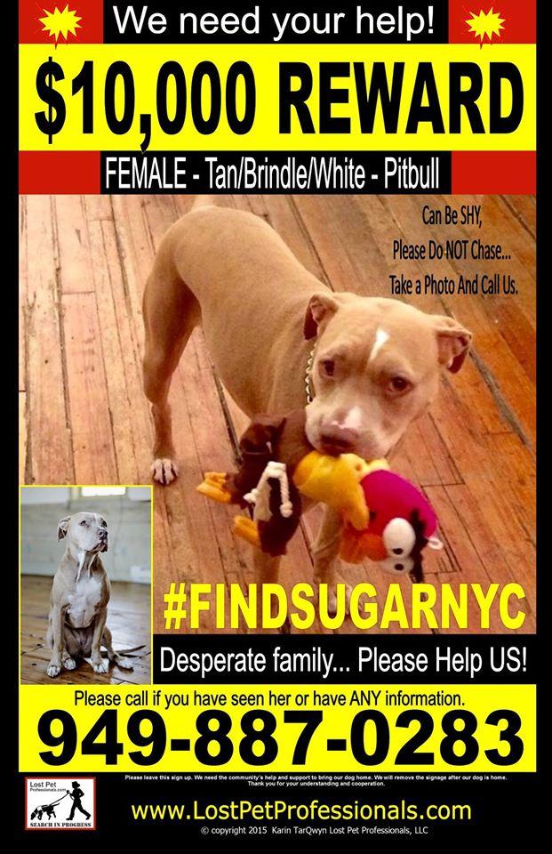 FINDSUGARNYC