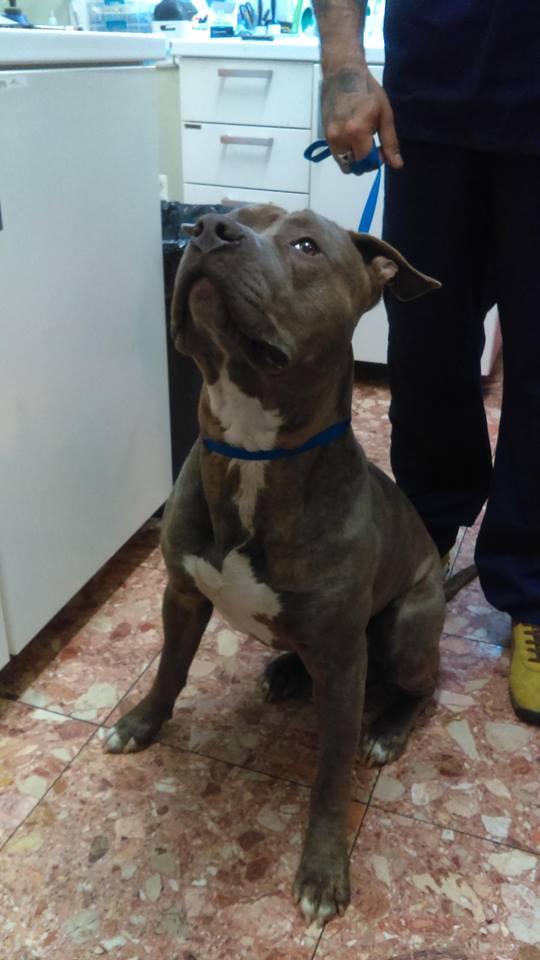 sweetpittie1