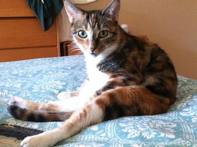 missingcat