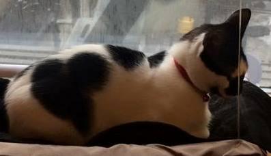 CAT2