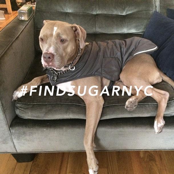 FINDSUGAR2
