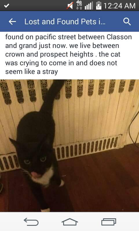 LOST CAT CLASSON LOST CAT CLASSON