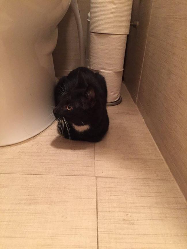KITTY2