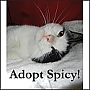 bedfordcornerscommunitycats