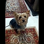 doglover33