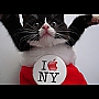 lisacat