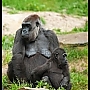 mamaza