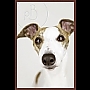 prospectbark