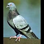 theindecisionpigeon